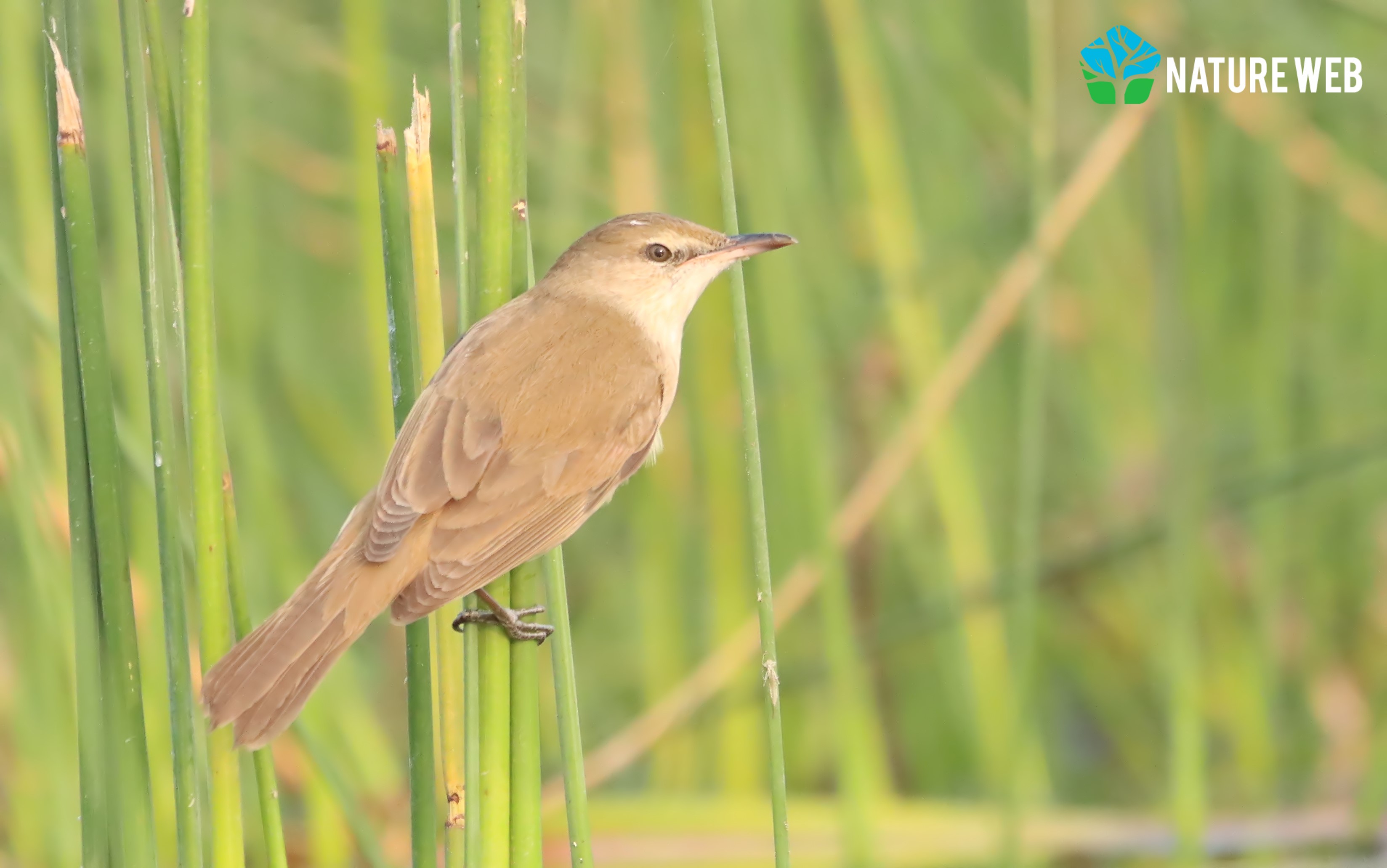 Clamorous Reed Warbler